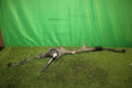 Rack and pinion assembly compatible with power steering NISSAN Ad 48001JJ00A [PA124408821]