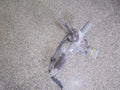 Rack and pinion assembly compatible with power steering for SUBARU Sambar 2004 [Used] [PA01740265]