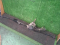 Rack and pinion assembly compatible with power steering MAZDA Scrum 2002 1A0532110 [PA114513961]