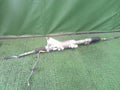 Rack and pinion assembly compatible with power steering TOYOTA Crown 4420030A10 [PA117635686]