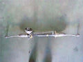 Rack and pinion assembly compatible with power steering for DAIHATSU Mira Avy 2003 [PA02074224]