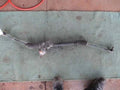 Rack and pinion assembly compatible with power steering DAIHATSU Hijet 44050B5011 [PA121494476]